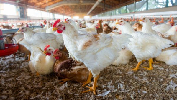 Wisconsin Plans to Kill 6.7 Million Chickens to Stop Lethal Bird Flu ...