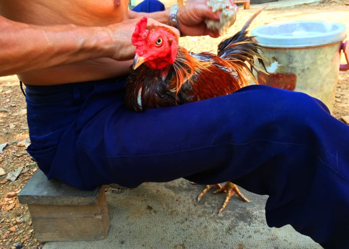 bathing a chicken