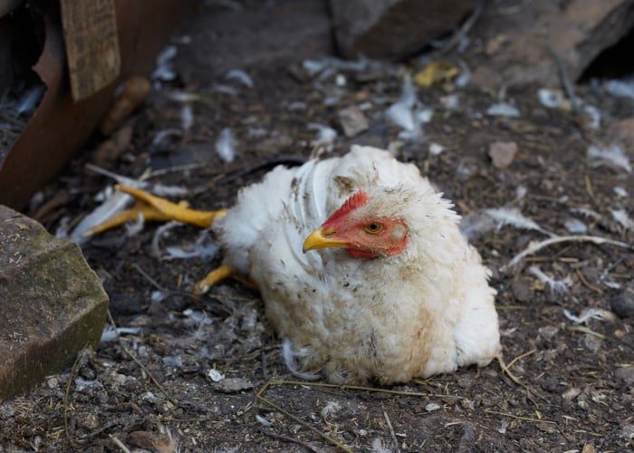chicken dislocated leg limping cannot walk