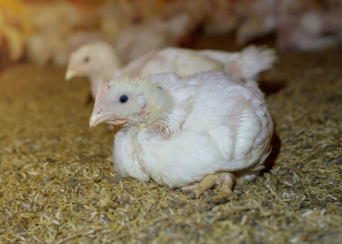 chicken dislocated leg lying weak sick