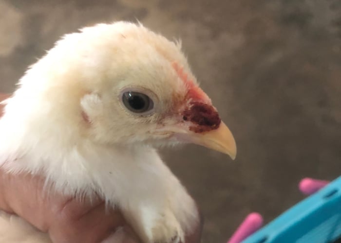chicken wound beak and face