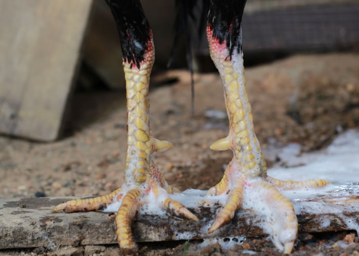 clean chicken feet
