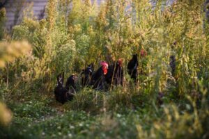 Java Chicken Breed Profile: Everything You Should Know - The Happy ...