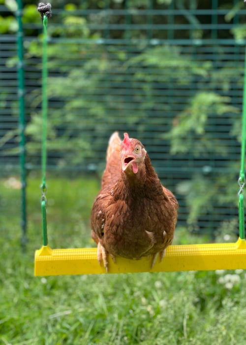chicken on a swing