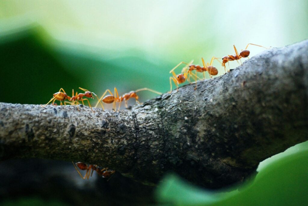 do chickens eat ants