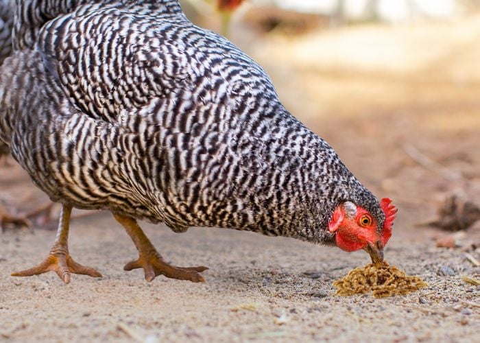 chicken can eat walnuts
