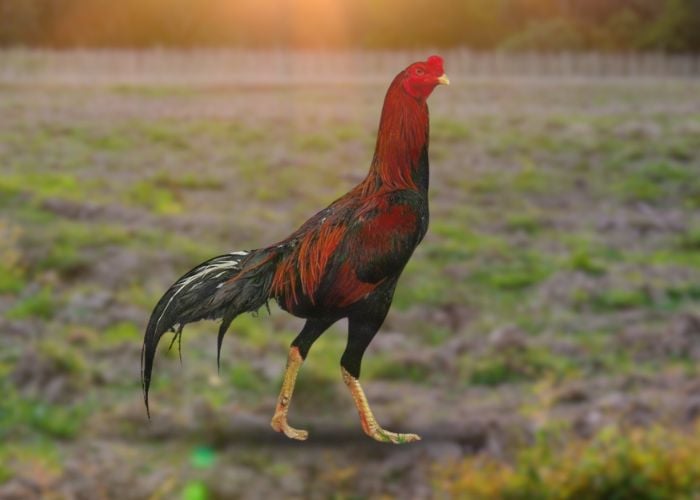 aseel chicken