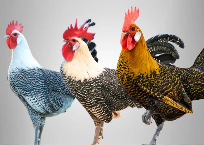 campine chicken breed