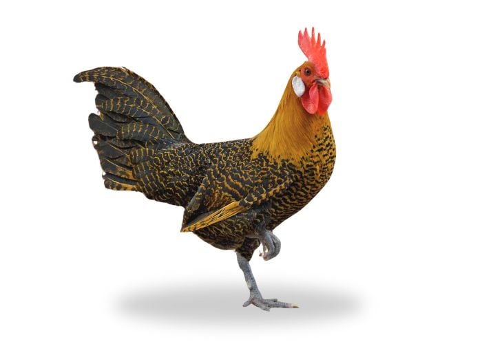 campine chicken orange