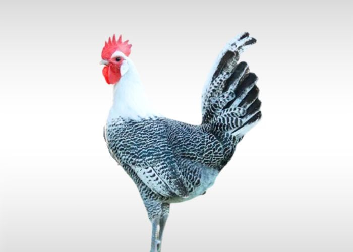 campine chicken small