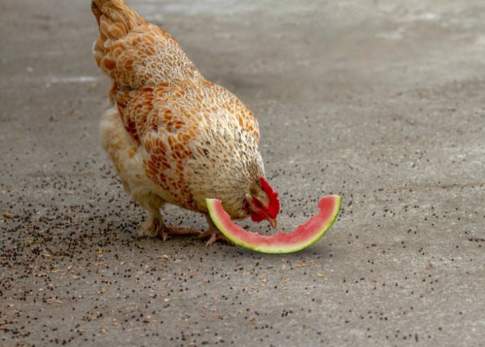 can chickens eat watermelon