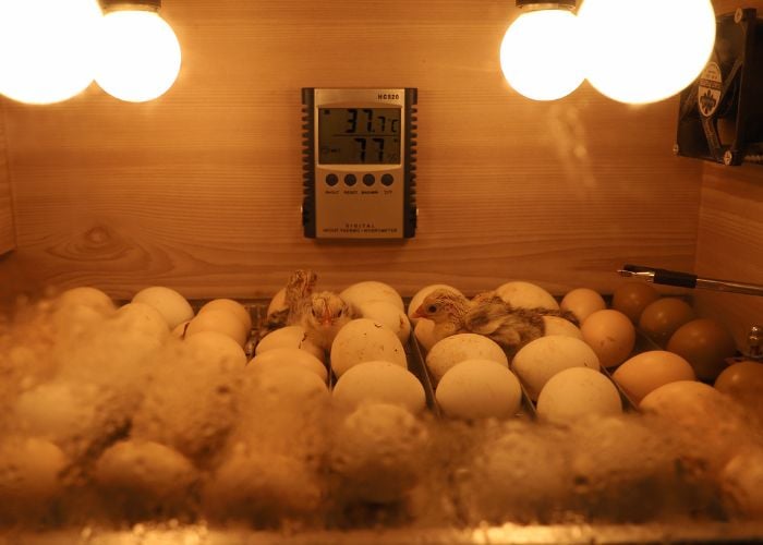 chick hatch from incubating at home