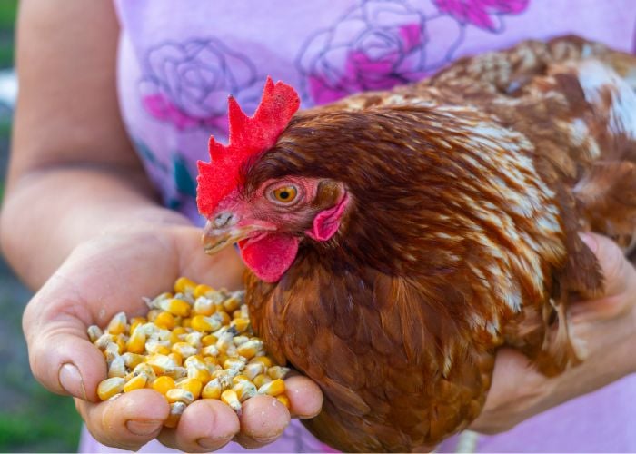 chicken eat corn treats