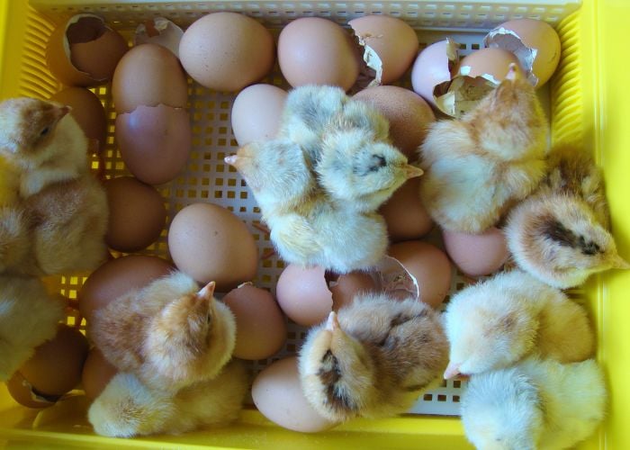 chicken incubation at home brooder