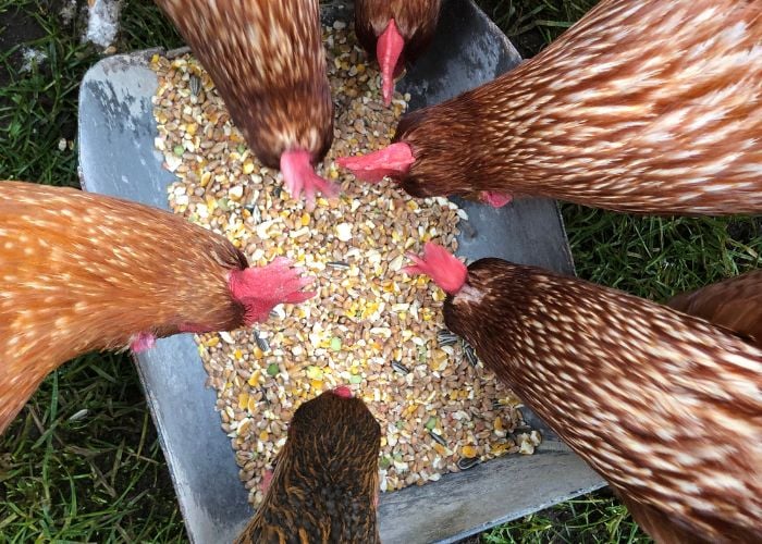 chickens eating corn
