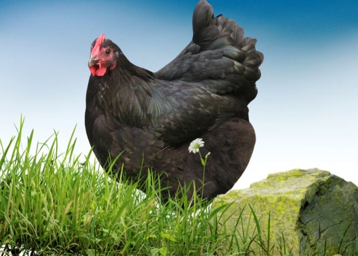 croad langshan chicken