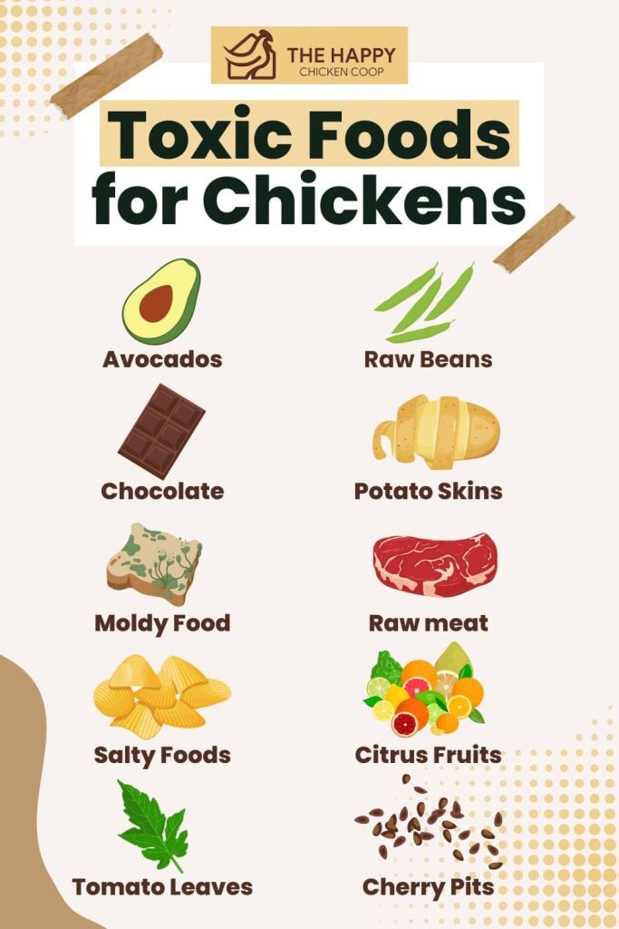Toxic Foods for Chickens Infographics
