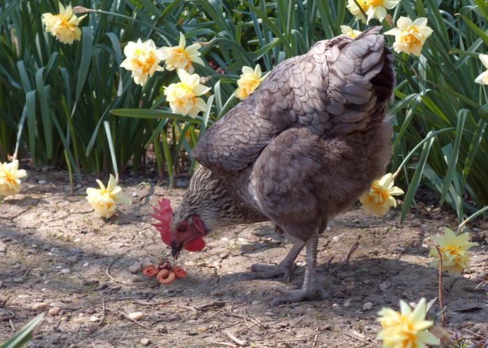 can chickens eat cherries