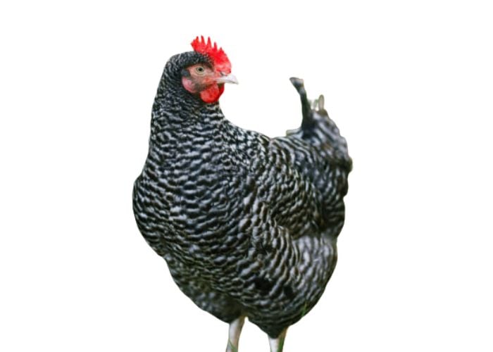 cuckoo maran breed