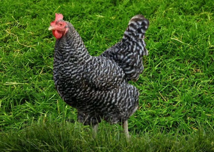 cuckoo maran chicken breed