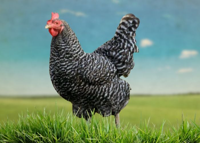 cuckoo maran chickens