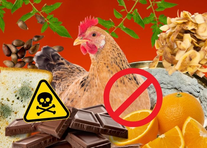 toxic foods for chickens