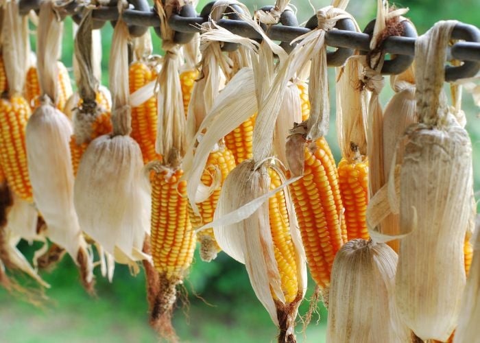 diy chicken toy corn
