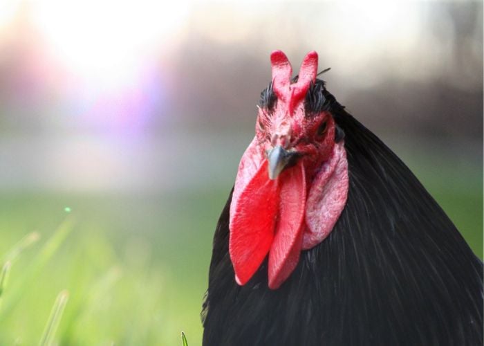 la fleche black