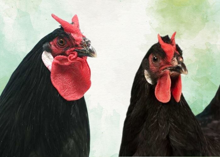 la fleche chicken breed