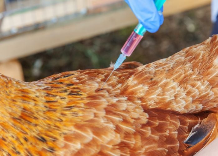 chicken salpingitis treatment