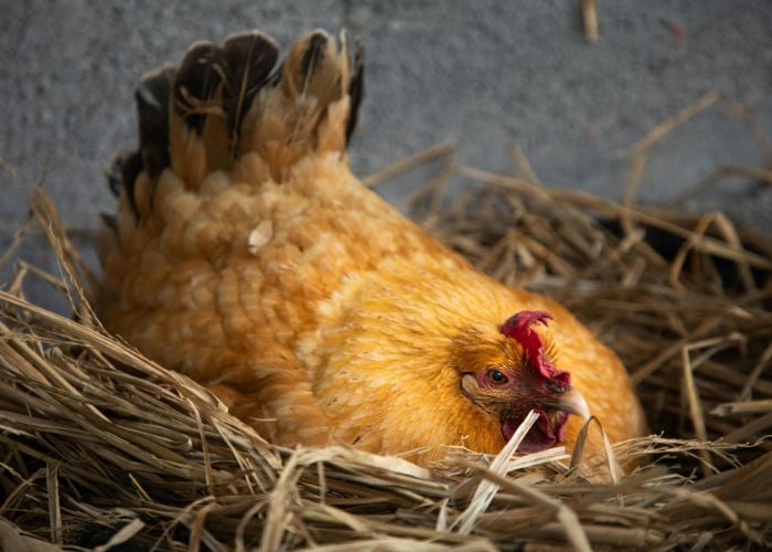 chicken salpingitis