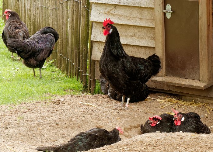 how to rehome chickens