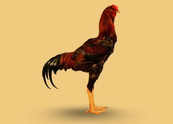 malay chicken breed overview