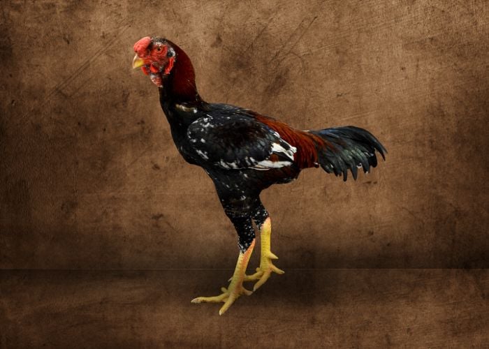 malay chicken breed