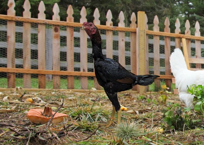 malay chicken