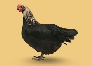 norfolk grey chicken breed