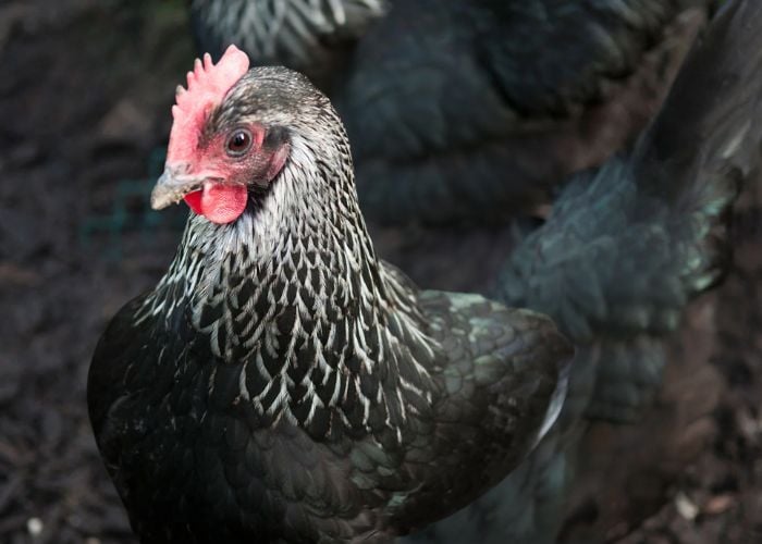 norfolk grey chicken breed close up