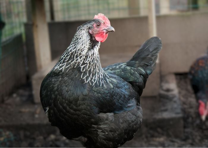 norfolk grey chicken breed full body