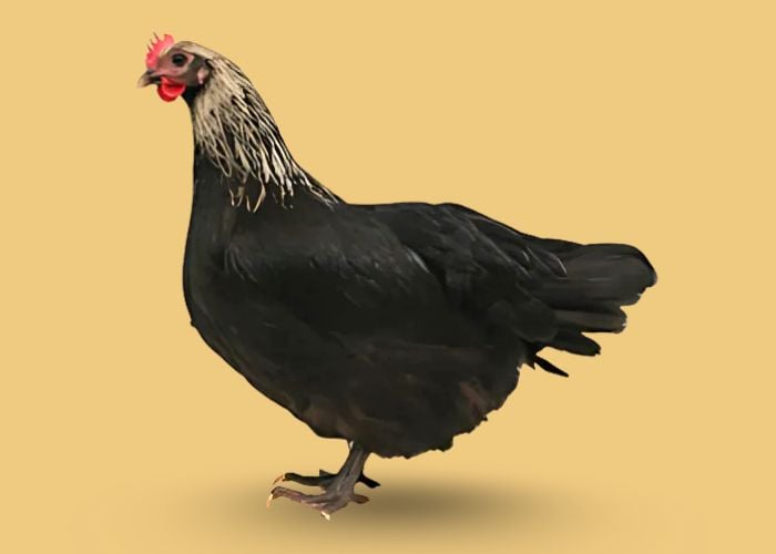 norfolk grey chicken breed