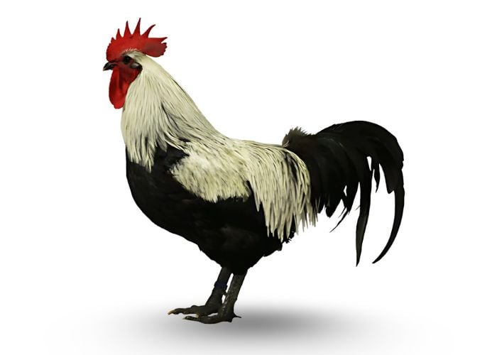 norfolk grey chicken rooster