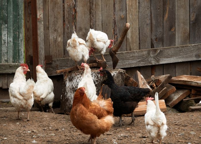 rehome chickens