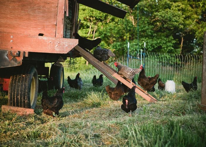 rehoming chicken