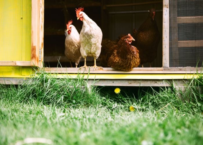 rehoming chickens