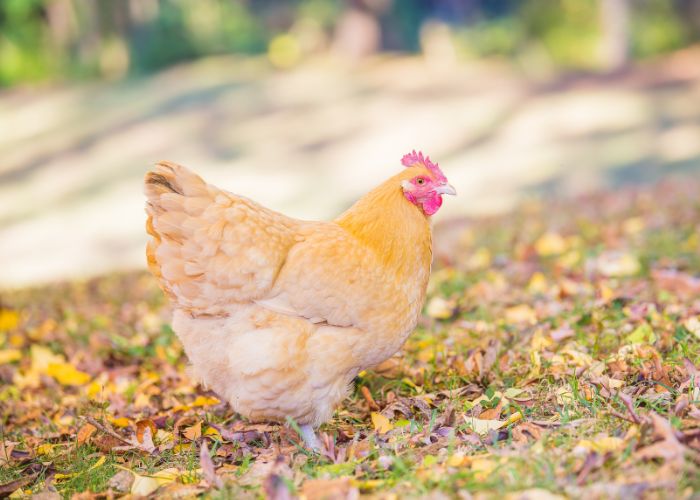 chicken free range in fall