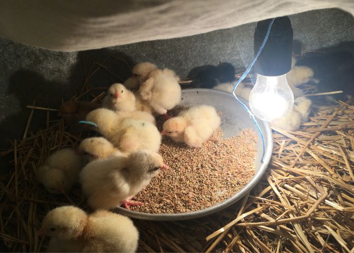 best temperature for chicks light