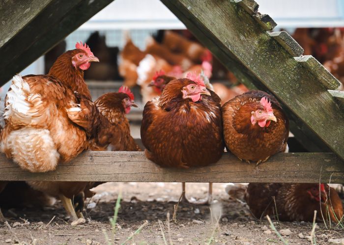 keep rescued chickens