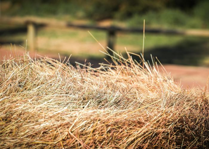 Winter Bedding Options for Chickens Hay