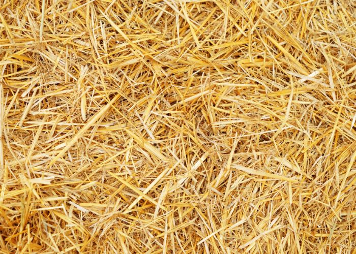 Winter Bedding Options for Chickens straw