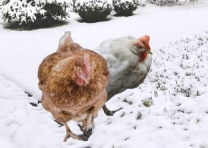 Winter Chicken Health Problems