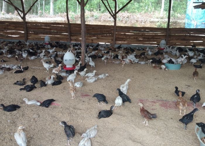 chicken farm business
